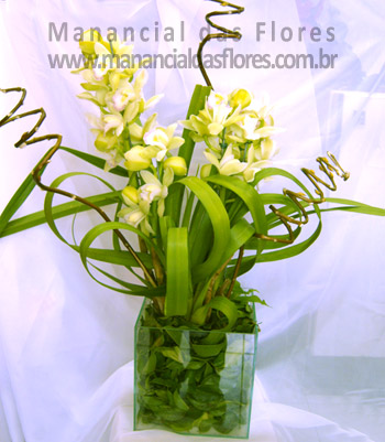 Orquídea Cymbidium